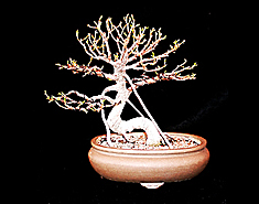 Ficus after defoliation